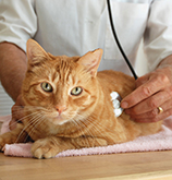 second Feature Image